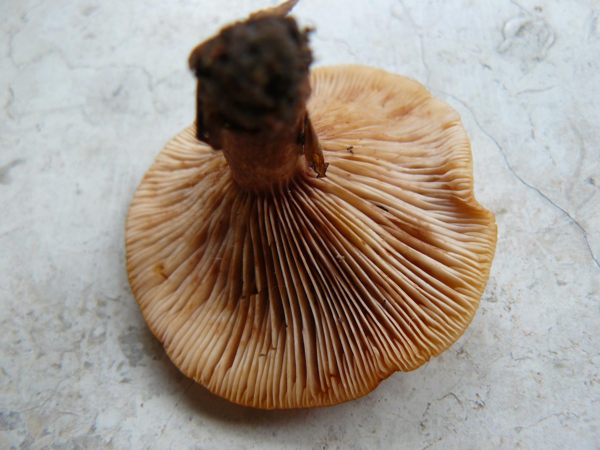 fungo marroncino bordo bianco